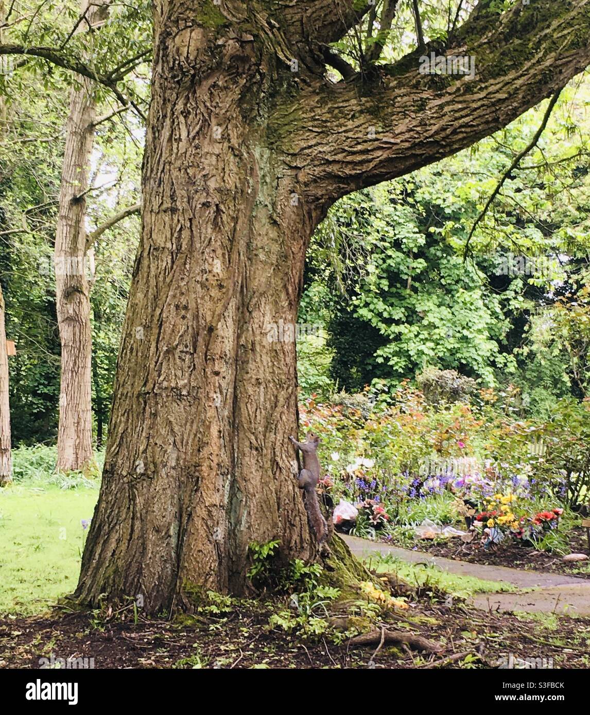 Large tree in woods - Smartphone Captured Stock Image