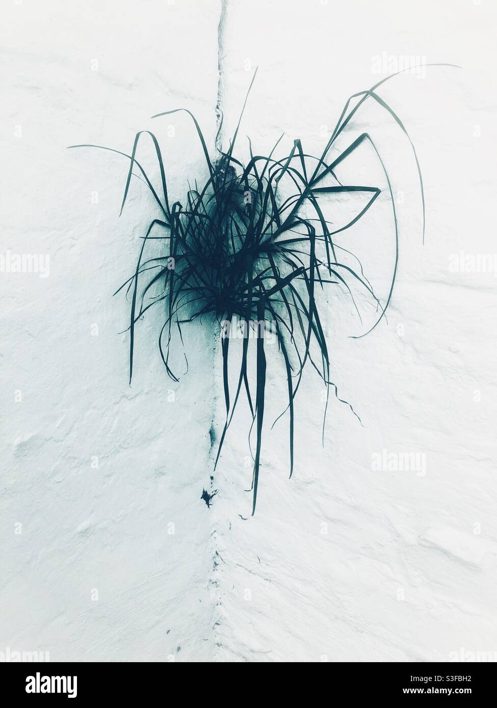 Where there is a will there is a way - a tuft of grass growing in the corner of a white painted wall Stock Photo