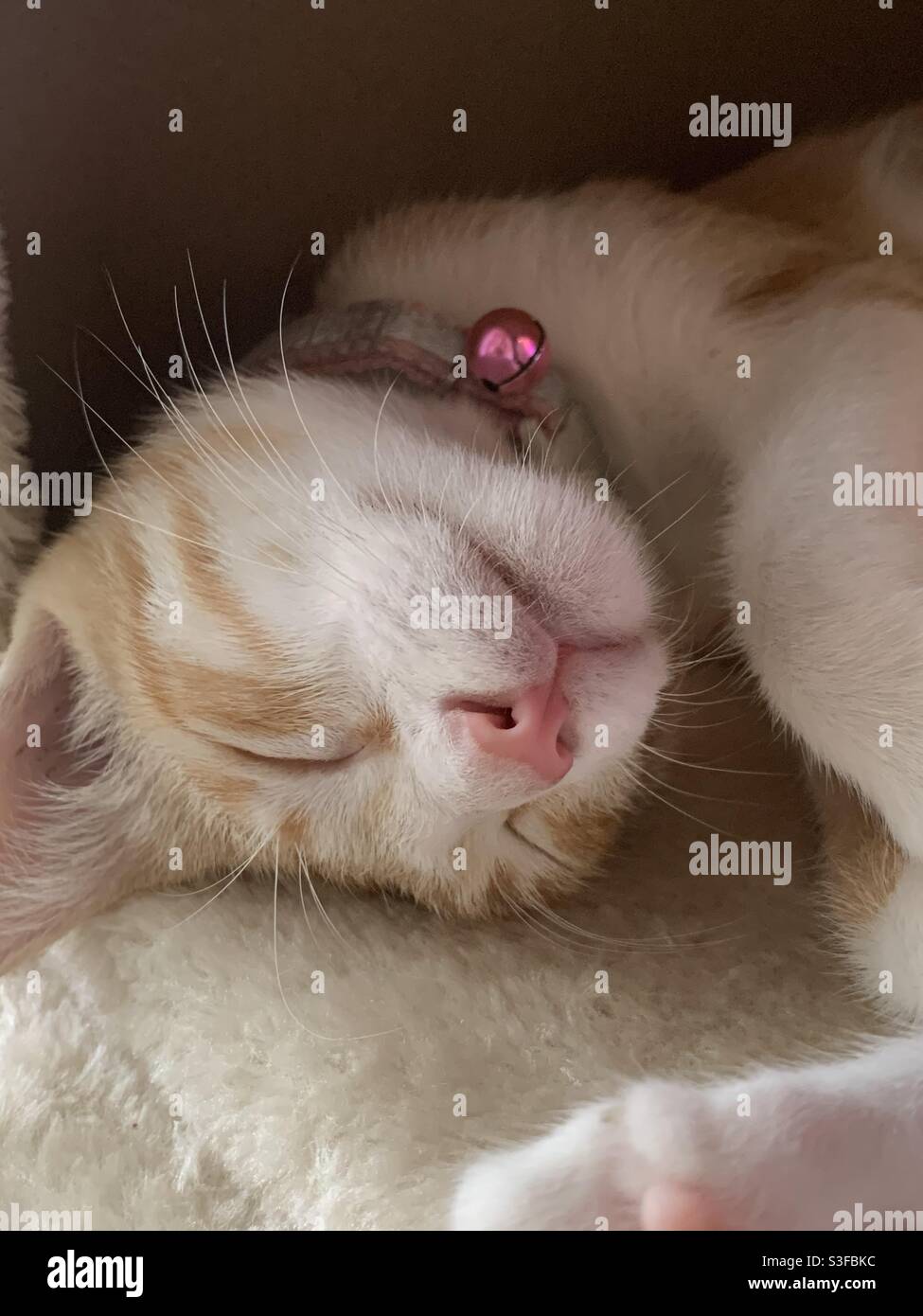 Sleep like a kitten Stock Photo
