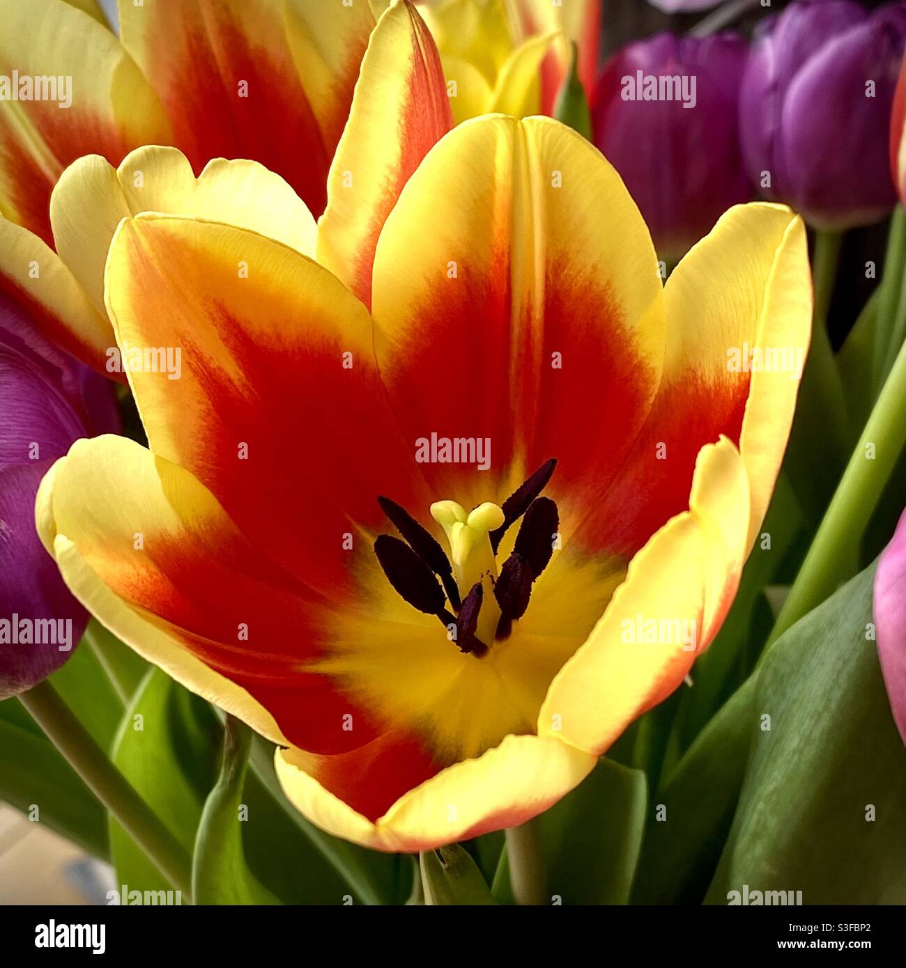 Tulipa Liliaceae High Resolution Stock Photography and Images - Alamy