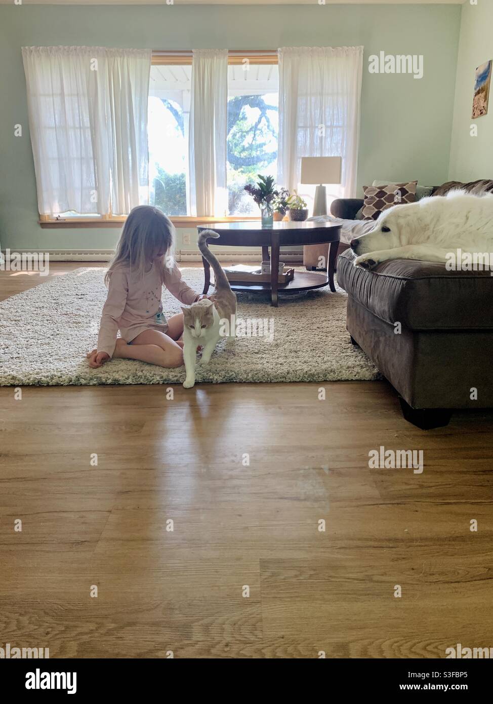 Girl petting her cat in a sunny living room - Smartphone Captured Stock Image