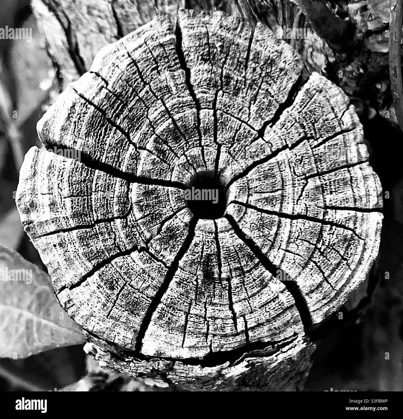 A sawn off tree stump. May 2021. - Smartphone Captured Stock Image
