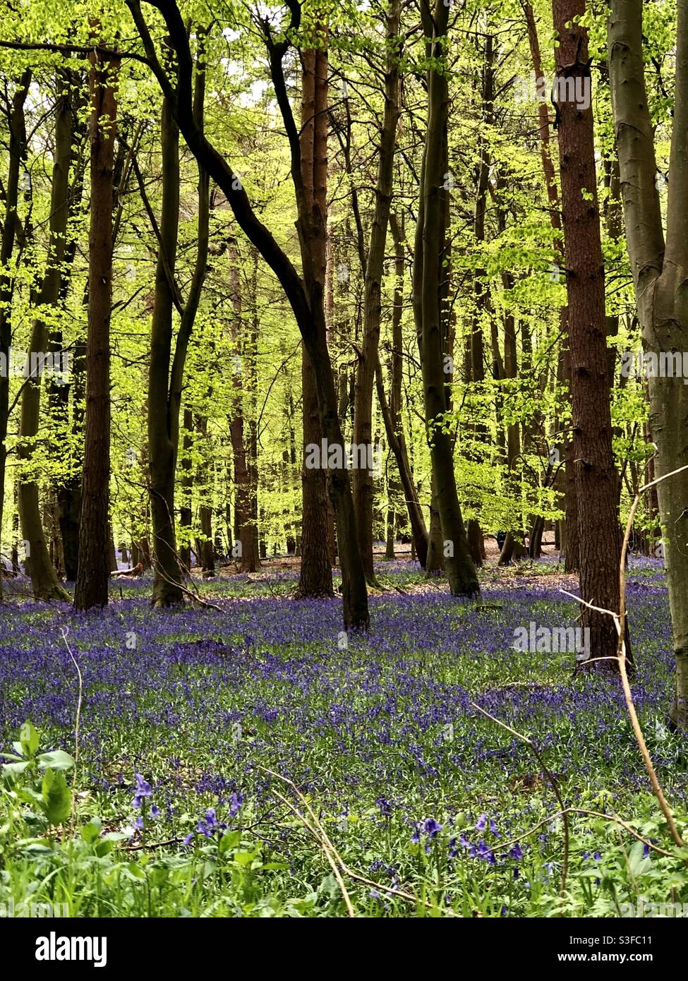 Bluebells - Smartphone Captured Stock Image