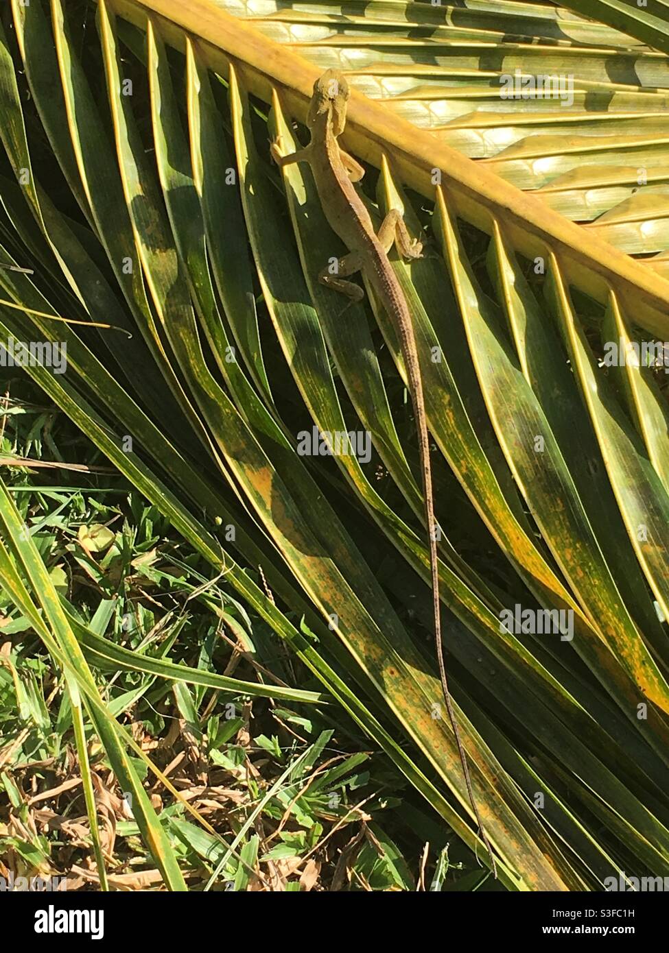 Lizard Palm Lizard palm hi-res stock photography and images - Alamy