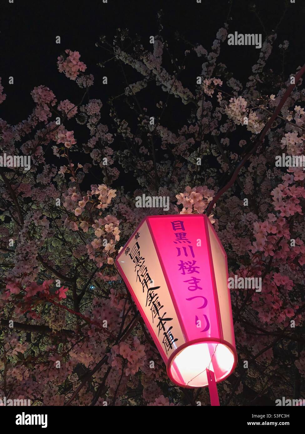 Japanese lantern and night sakura blossom viewing in Meguro river park in Tokyo, Japan. - Smartphone Captured Stock Image