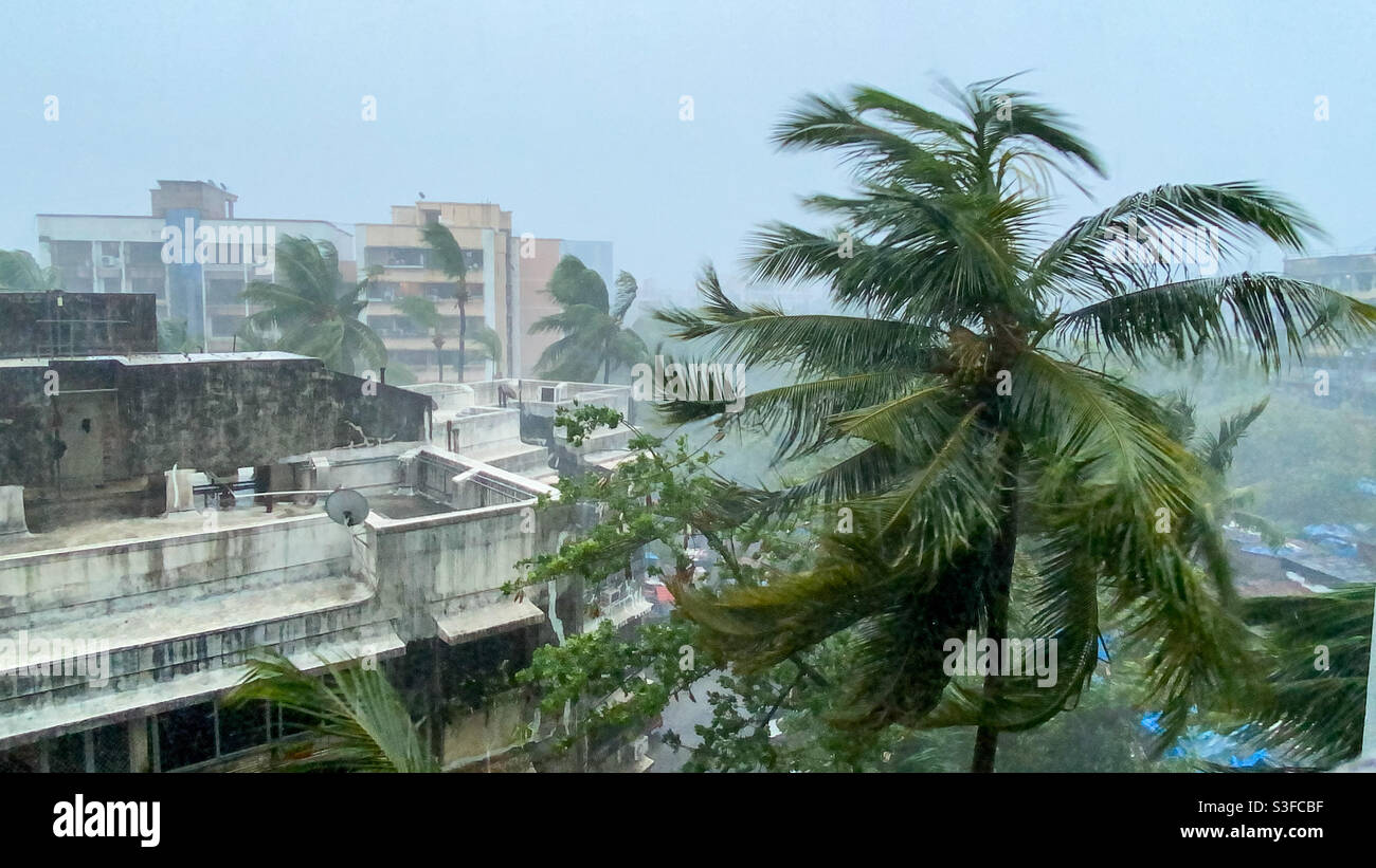 Coconut trees moving heavily due to Cyclone Tauktae which intensified into a extremely severe cyclonic storm early this morning - is currently 160 km south-southwest of Mumbai - Smartphone Captured Stock Image Coconut trees moving heavily due to Cyclone Tauktae which intensified into a extremely severe cyclonic storm early this morning - is currently 160 km south-southwest of Mumbai - Smartphone Captured Stock Image