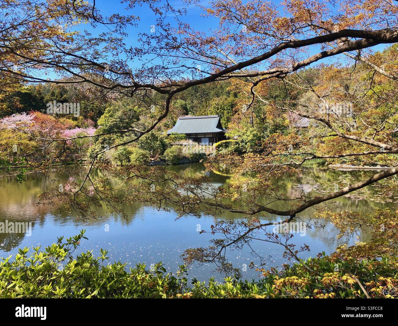 Japanese pond surrounded by different trees and blossoming sakura in North Kyoto, Japan. - Smartphone Captured Stock Image
