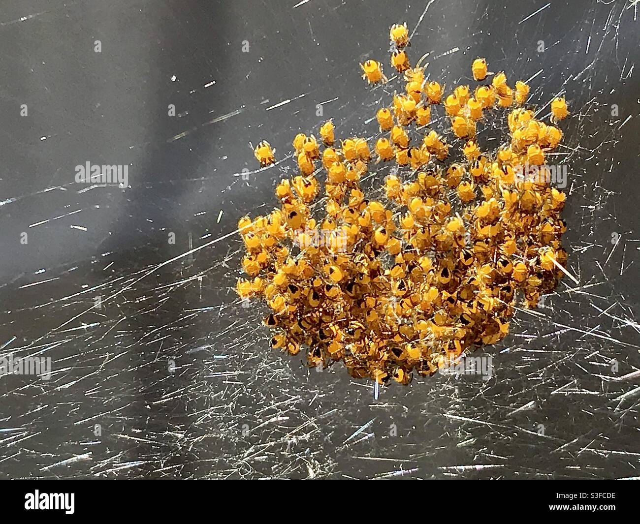 Leaving the nest . Stock Photo