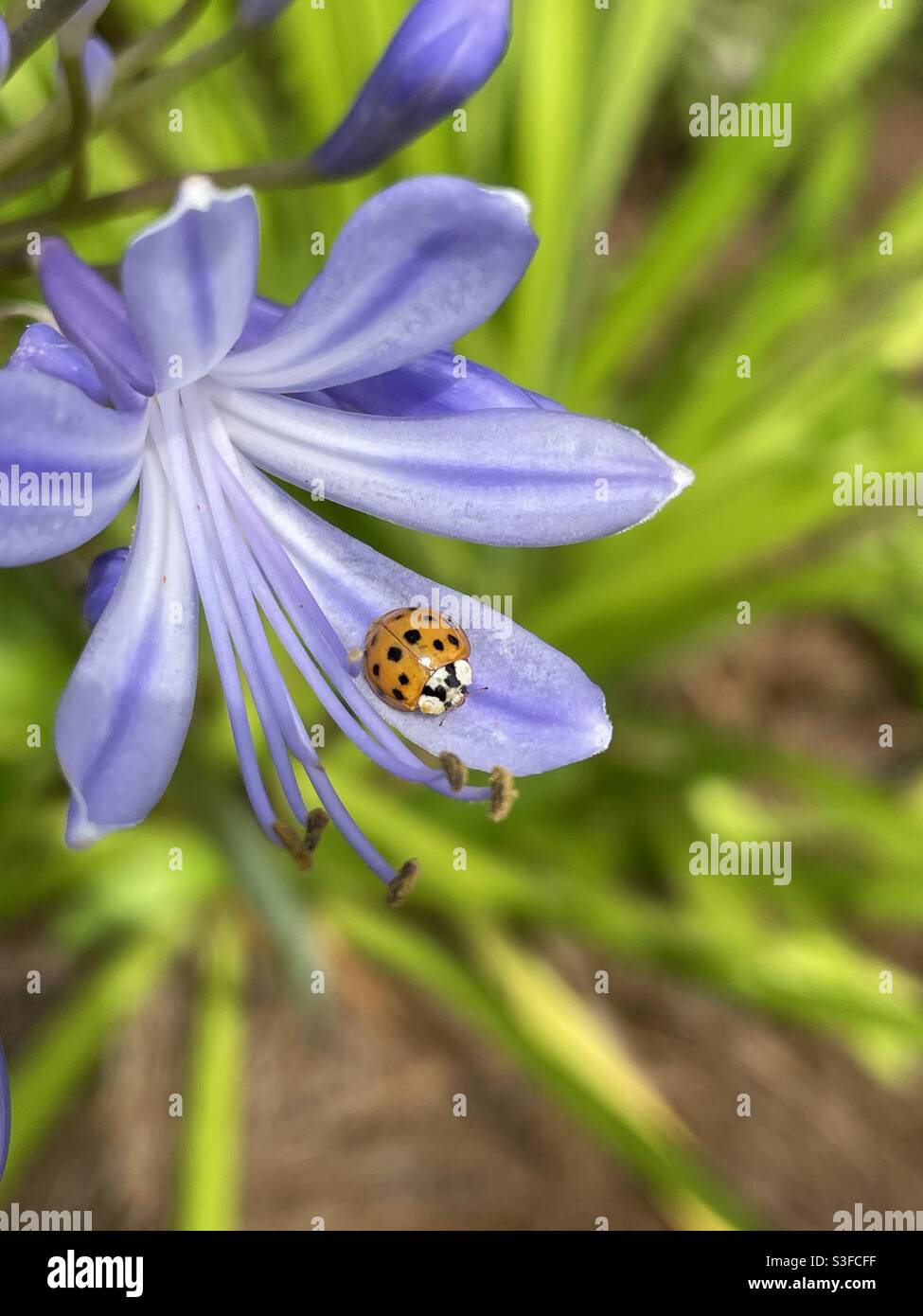 Chinese lady beetle on purple lily of the Nile flower Stock Photo