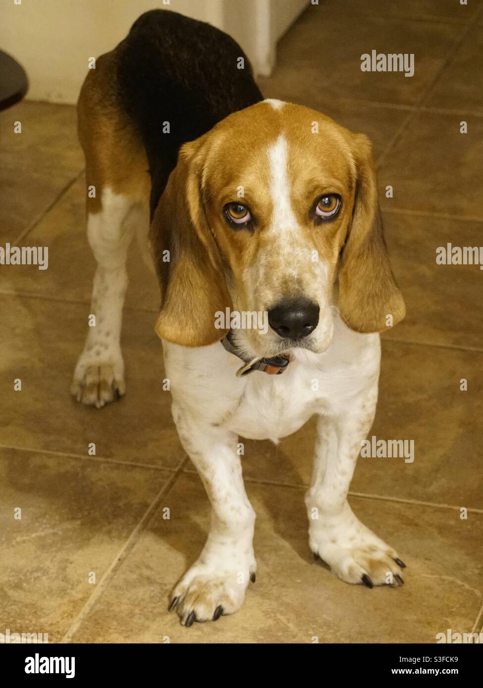 Basset hound and beagle mix Stock Photo Alamy