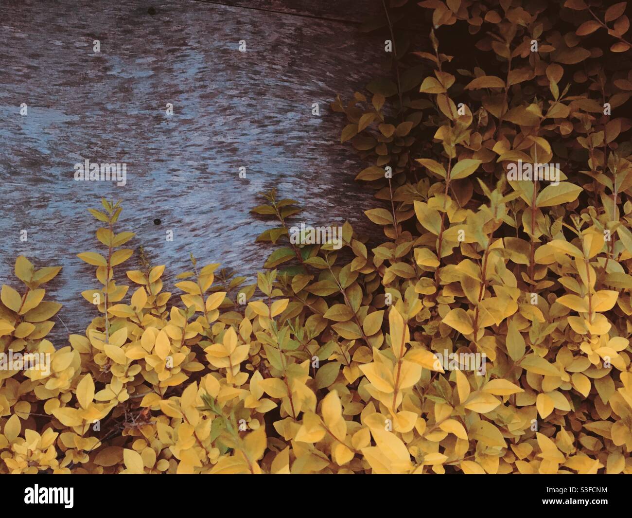 Yellow gold golden colour shrub hi-res stock photography and images - Alamy