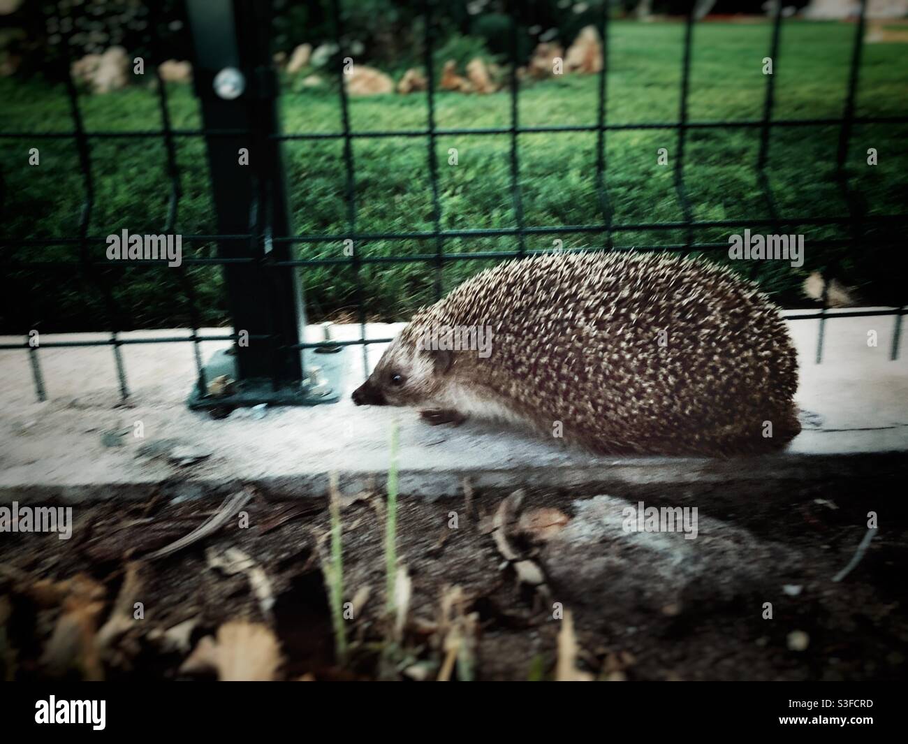 Porcupine walking by the garden fence - Smartphone Captured Stock Image