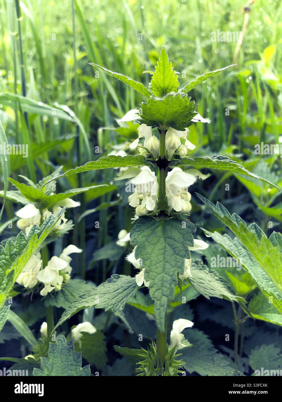 White deadnettle flowers close-up Stock Photo