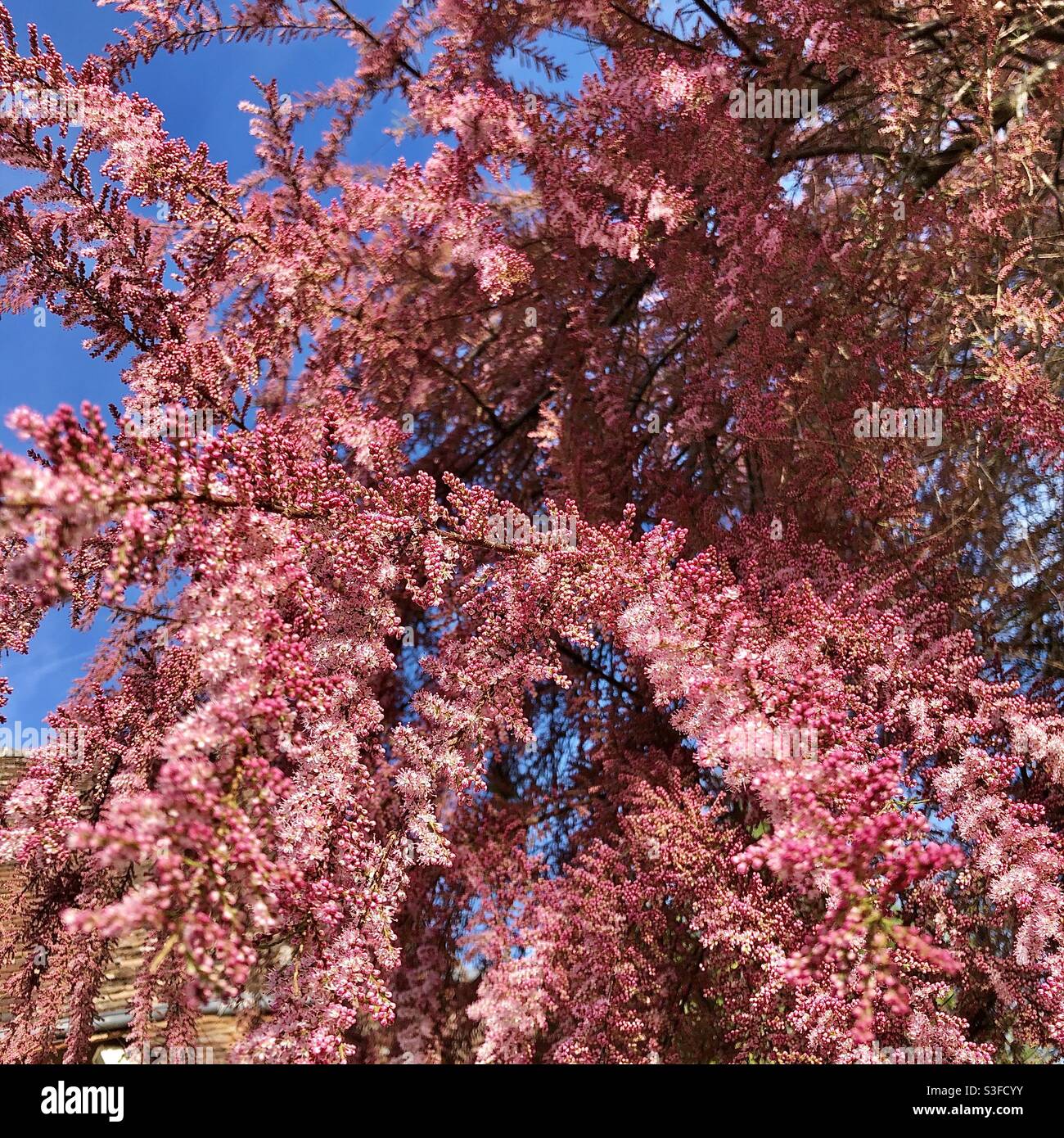 Tamarisk (Tamarix aphylla) tree in full blossom. Stock Photo