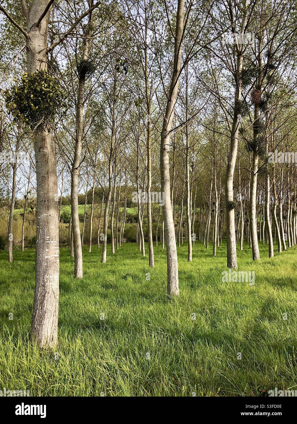 Poplar trees in small plantation - Central France. Stock Photo