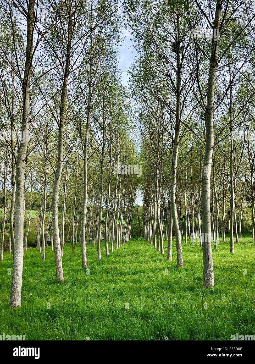 Poplar trees in small plantation - Central France. - Smartphone Captured Stock Image