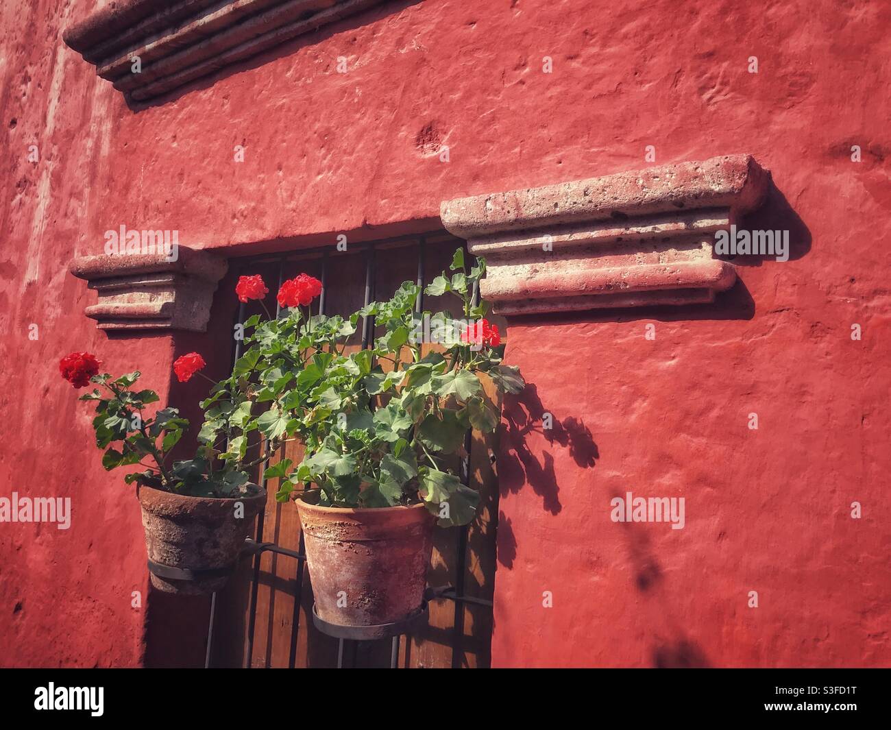 Red geranium flowers in pots hanging on a red wall at the Santa Catalina Monastery in Arequipa, Peru - Smartphone Captured Stock Image