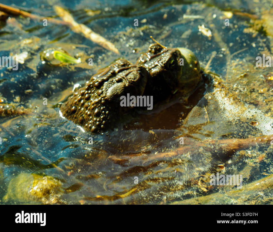 American toads mating in a murky pond. - Smartphone Captured Stock Image