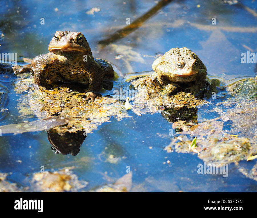 An American toad couple in a pond during mating season. - Smartphone Captured Stock Image