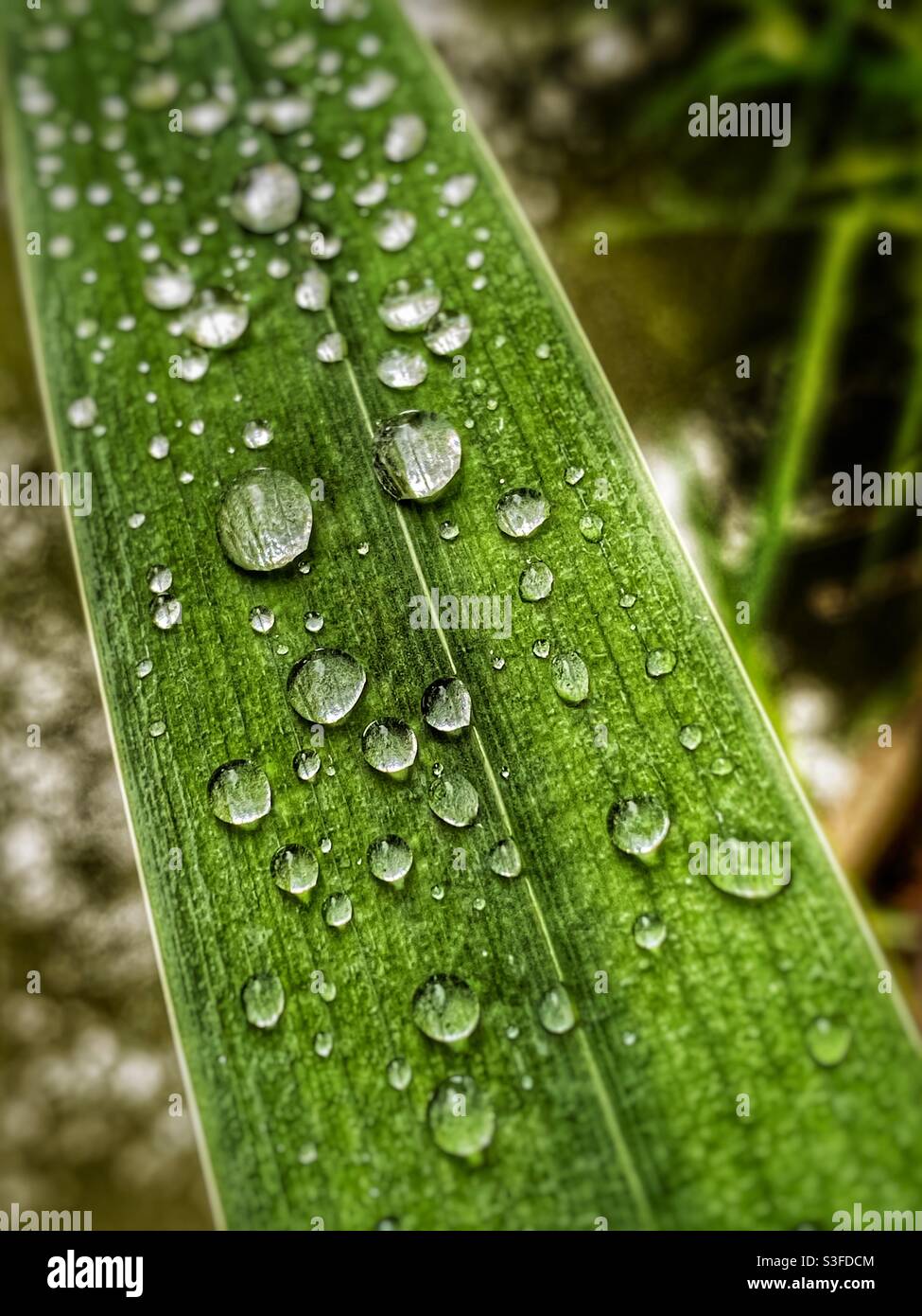 Iris leaf with water droplets - Smartphone Captured Stock Image