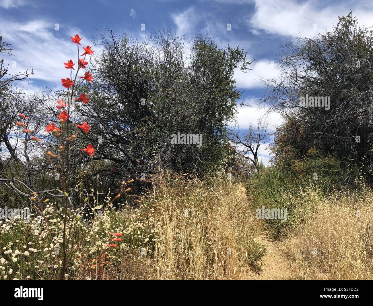 Red flowers and dry grasses line the Garapito Canyon Trail near Topanga