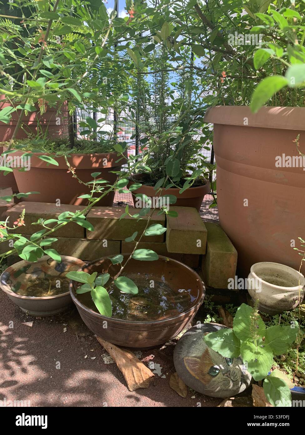 Balcony container garden Stock Photo Alamy