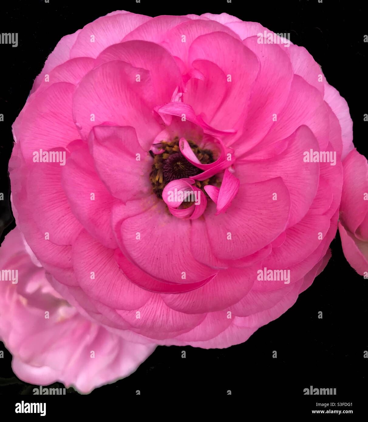 Deep Pink “La Belle” Ranunculus Stock Photo - Alamy