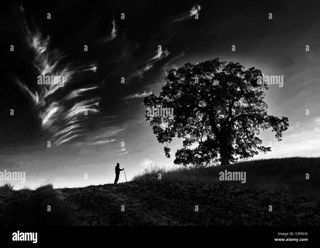 Man with hat and walking stick by an oak tree, in black and white Stock Photo