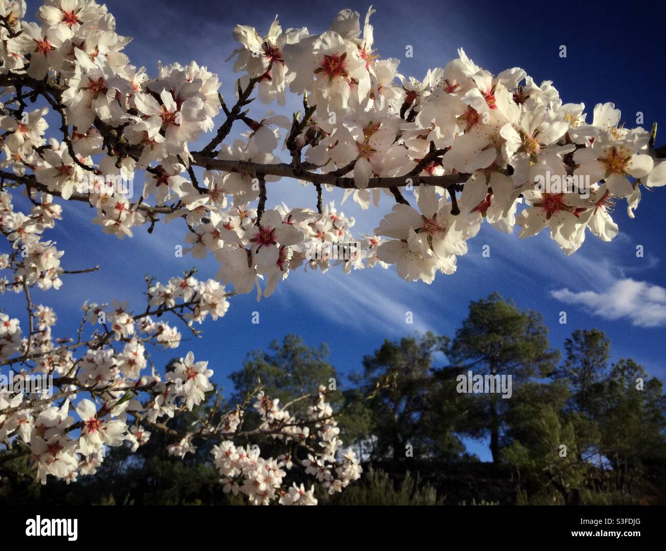 Almond trees in flower, Catalonia, Spain. Stock Photo