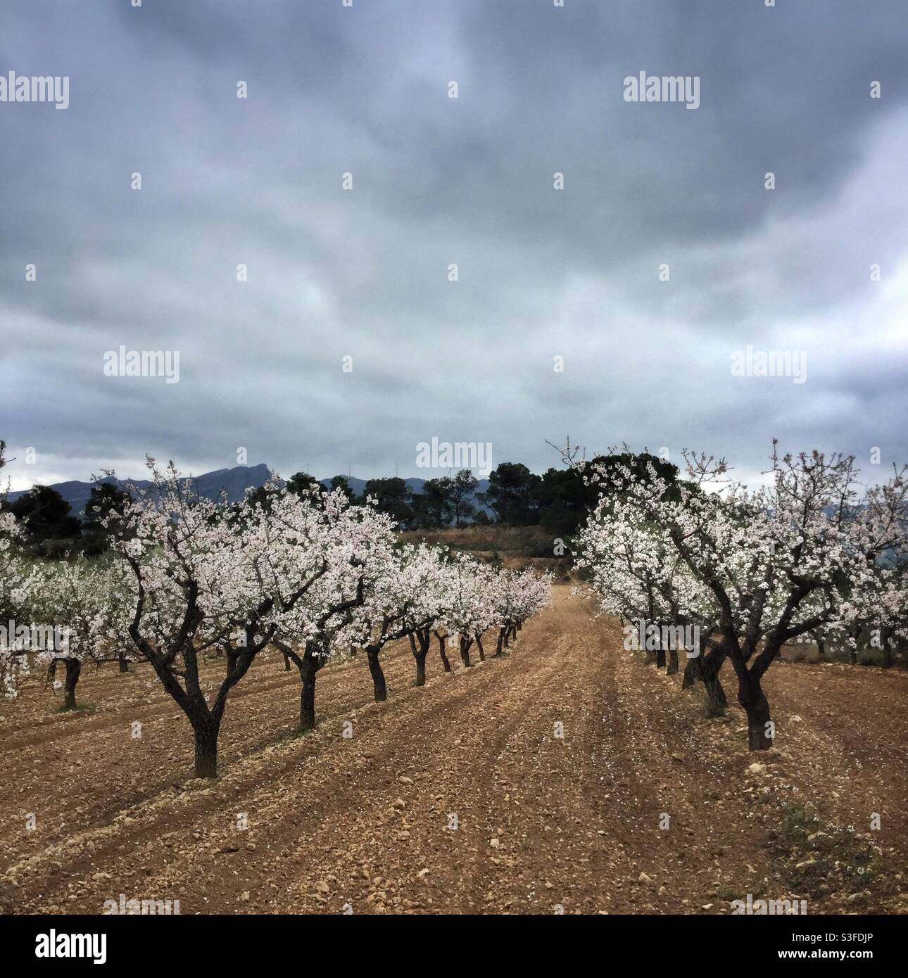 Almond trees in flower, Catalonia, Spain. Stock Photo