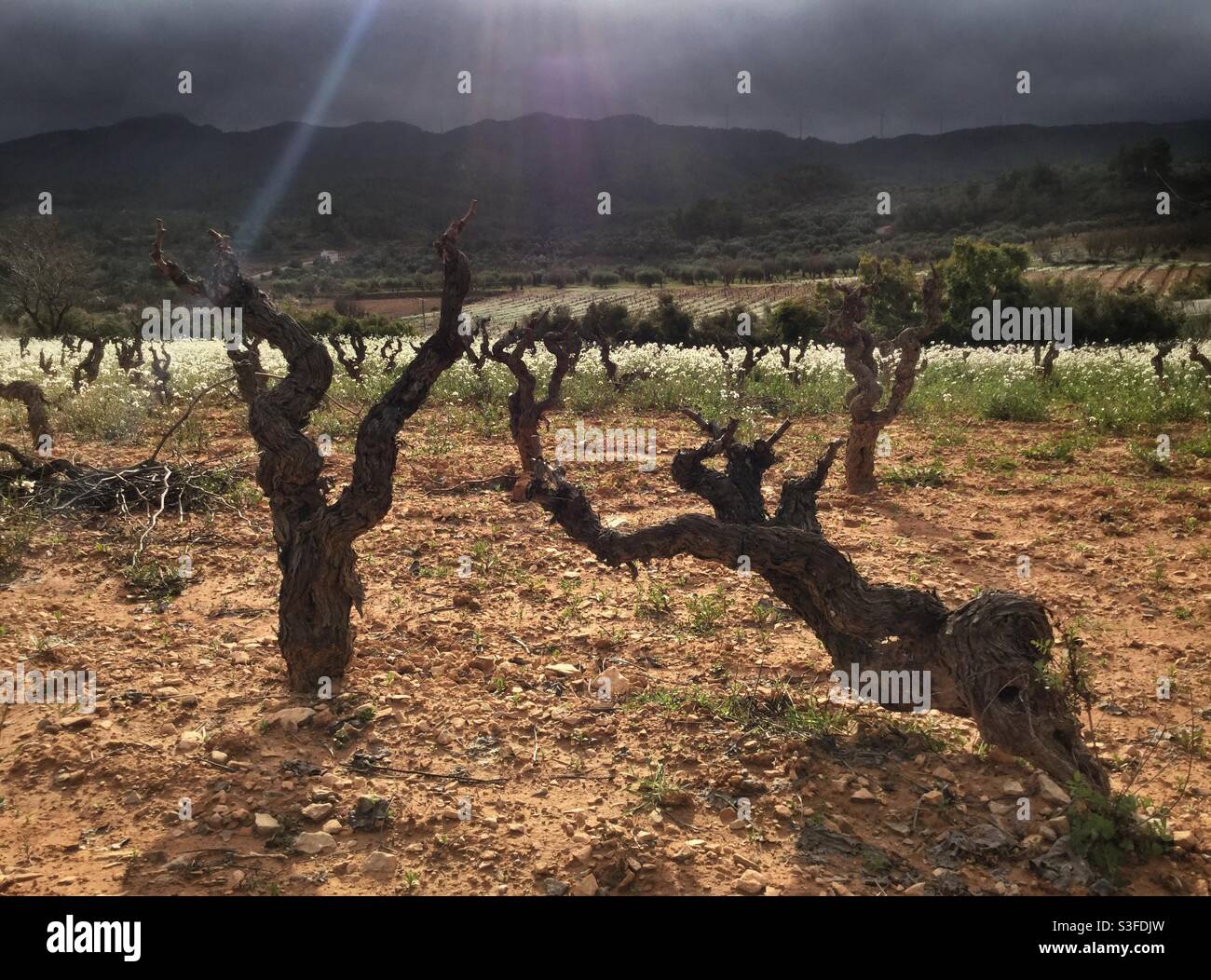 Old vine Parellada vineyard, Catalonia, Spain. Stock Photo