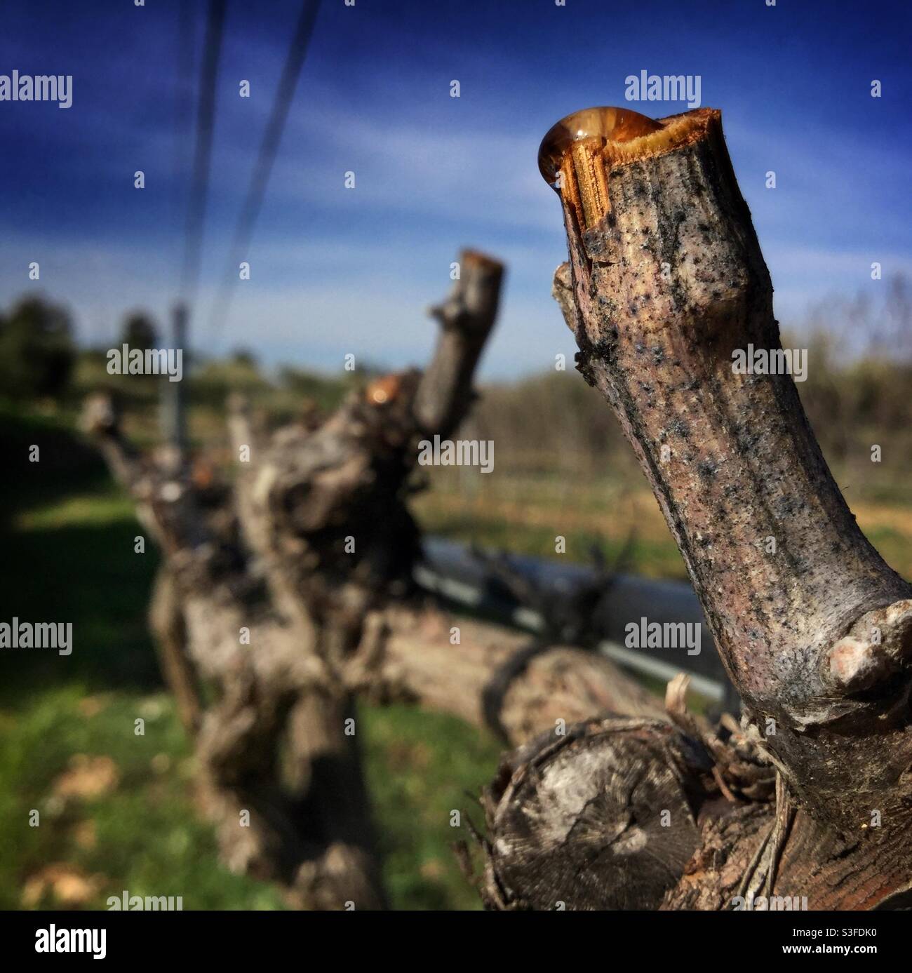 Sap rising in a Syrah vineyard, Catalonia, Spain. Stock Photo