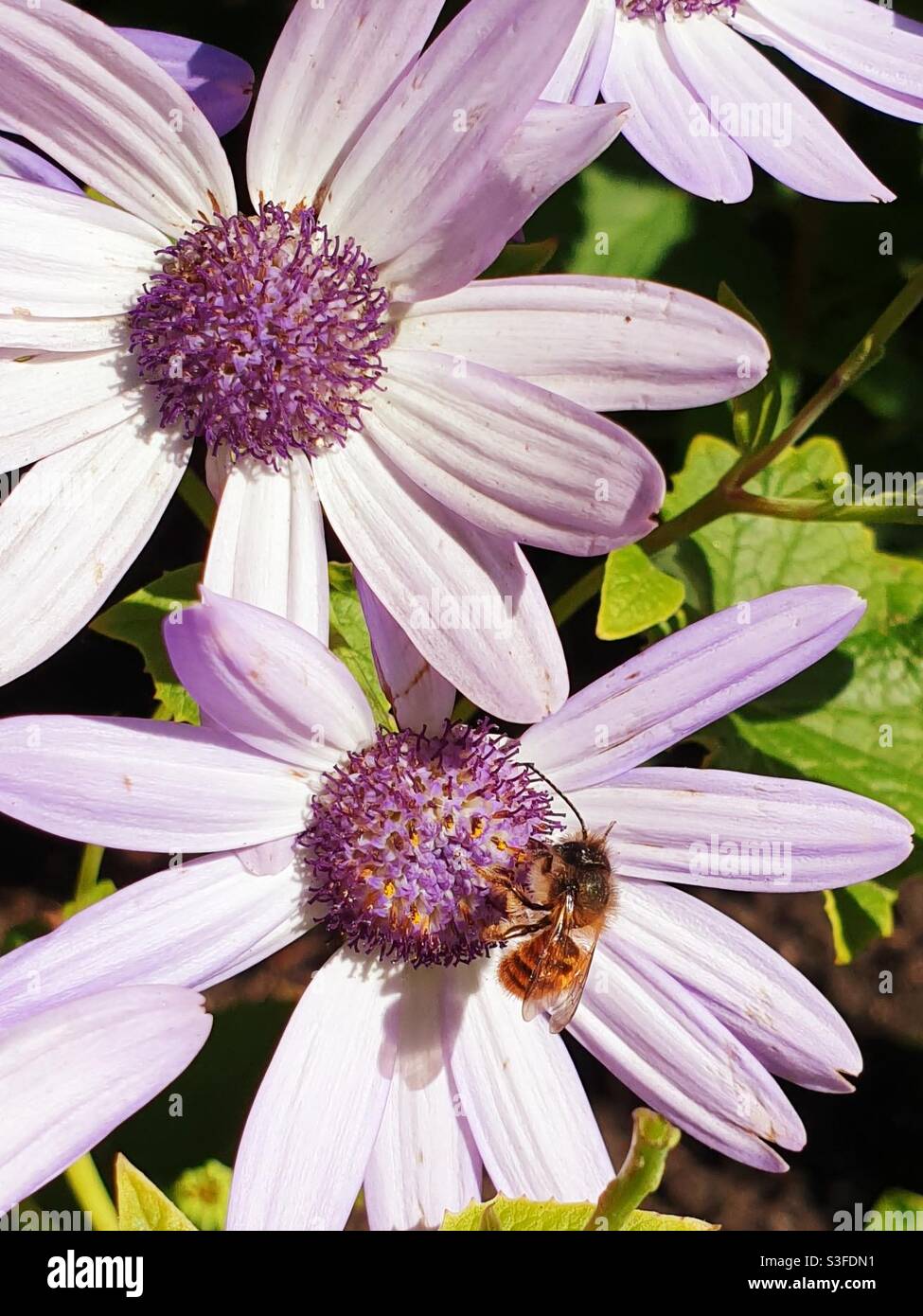 Red Mason Bee on a garden flower - Smartphone Captured Stock Image
