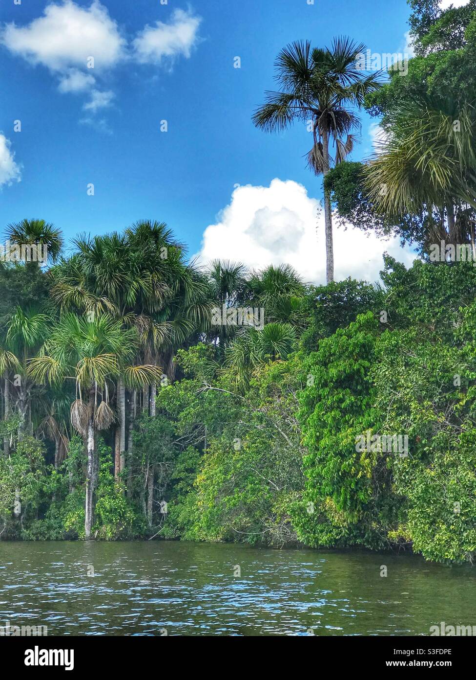 Rainforest on the shore of Lake Sandoval in the Peruvian Amazon - Smartphone Captured Stock Image
