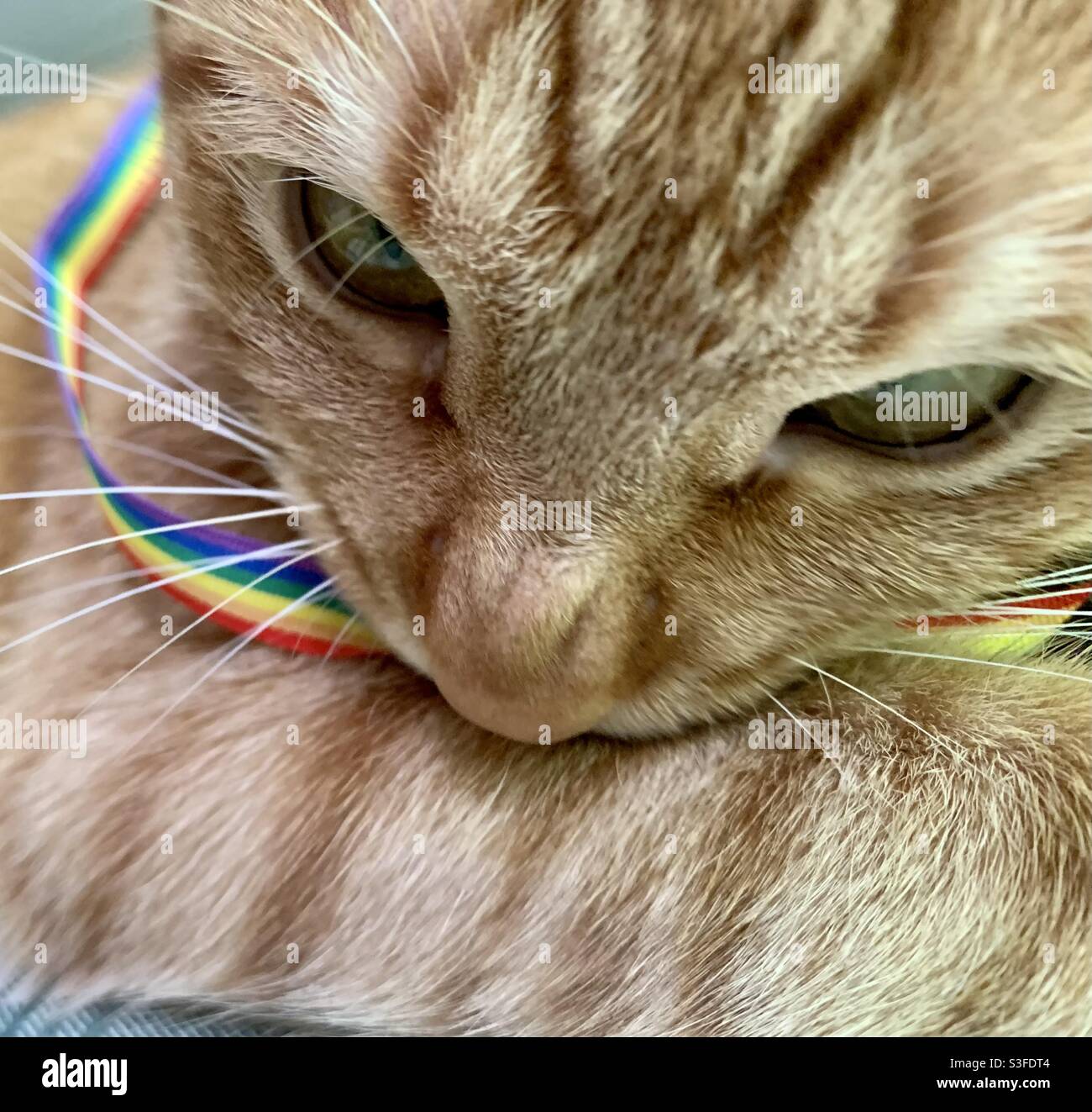 Red domestic cat and rainbow flag Stock Photo