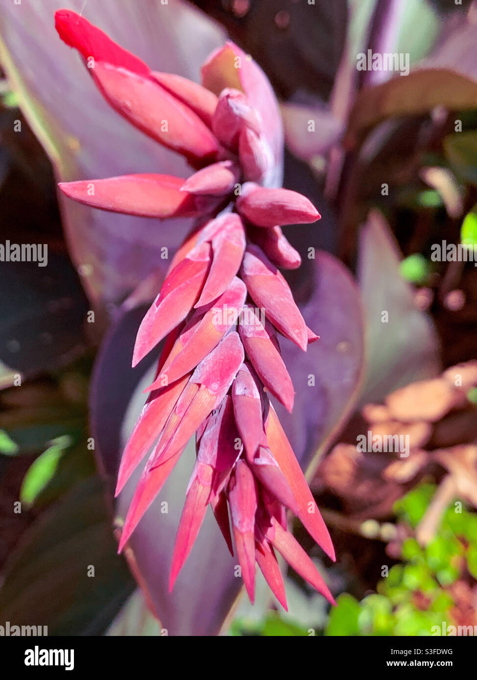 Flowers, Red Canna Lily buds in the an Australian coastal garden - Smartphone Captured Stock Image