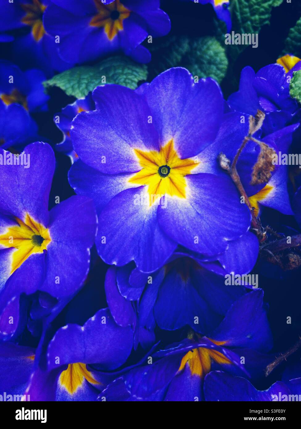 Blooming purple common primrose flowers close-up Stock Photo