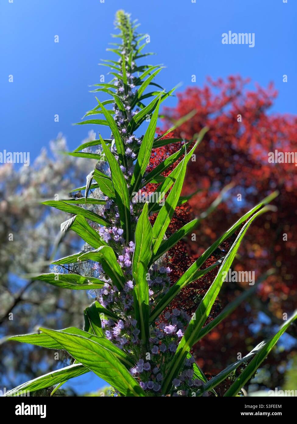 Tropical plant at Heligan gardens lost jungle in Cornwall Stock Photo