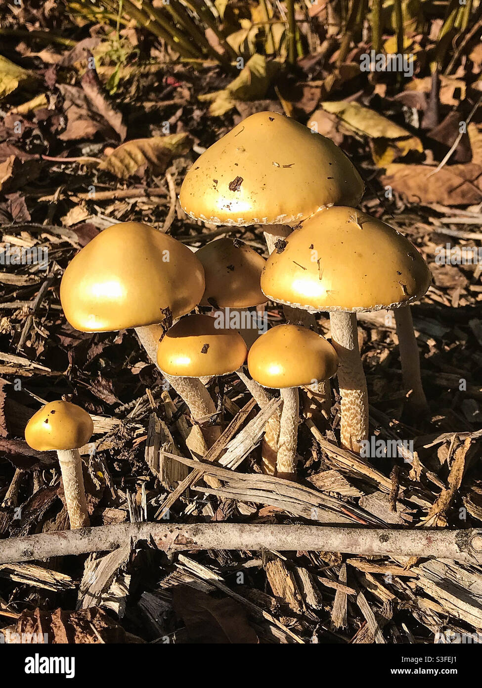 Yellow Fieldcap Mushrooms (bolbitius titubans). In Salem, Oregon, USA. November 21, 2020. Photo Credit: Ann M. Nicgorski. Stock Photo