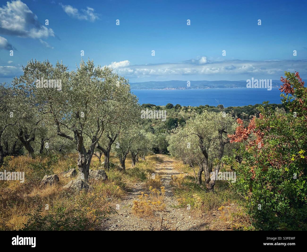 Sea view with olive trees on the North of Skiathos island, Greece. Stock Photo