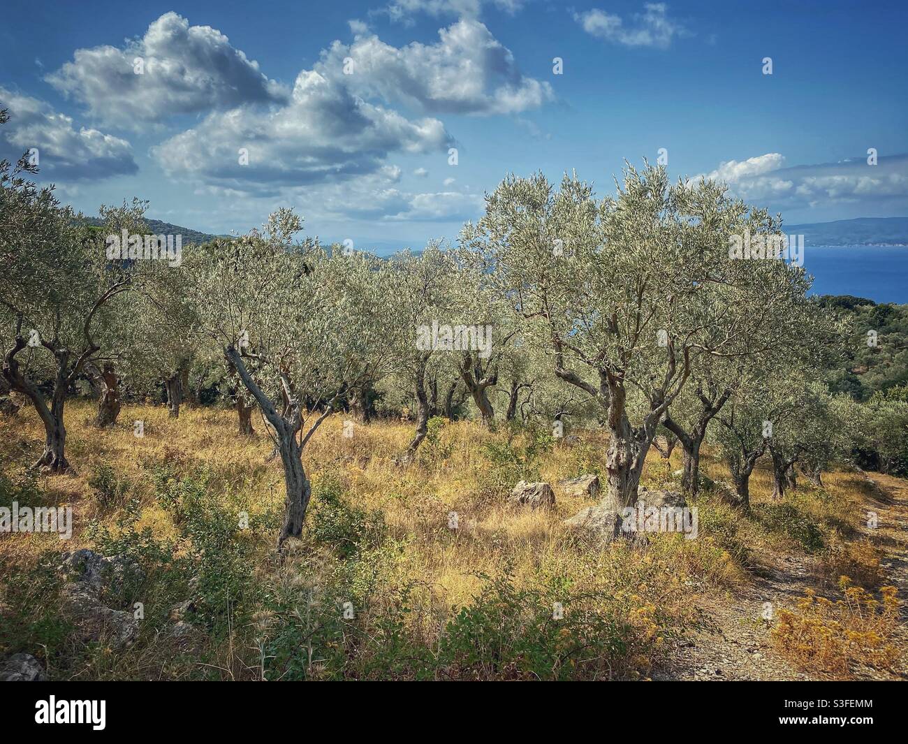 Walk through the olive trees grove on the North of Skiathos island, Greece. - Smartphone Captured Stock Image