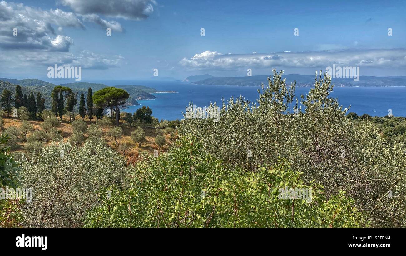 Sea view with olives and other green trees in the North of Skiathos island, Greece. - Smartphone Captured Stock Image