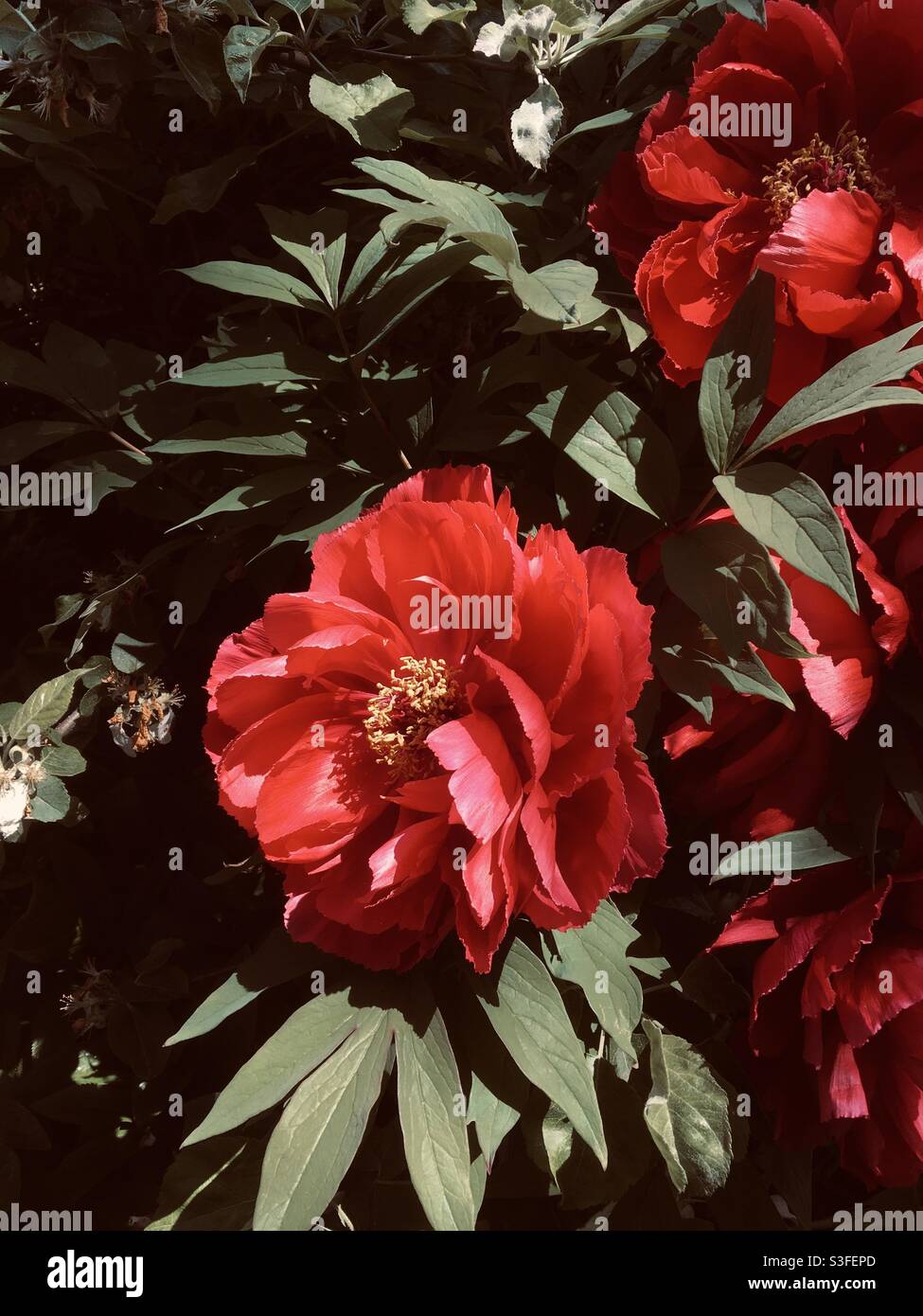 Red blooms hi-res stock photography and images - Alamy