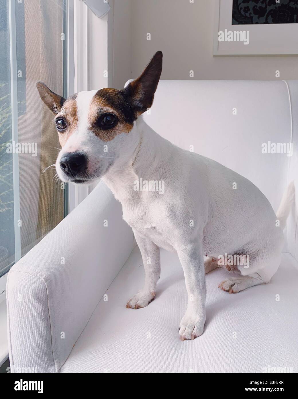 Jack Russell Terrier dog sitting in a white chair next to a window. - Smartphone Captured Stock Image