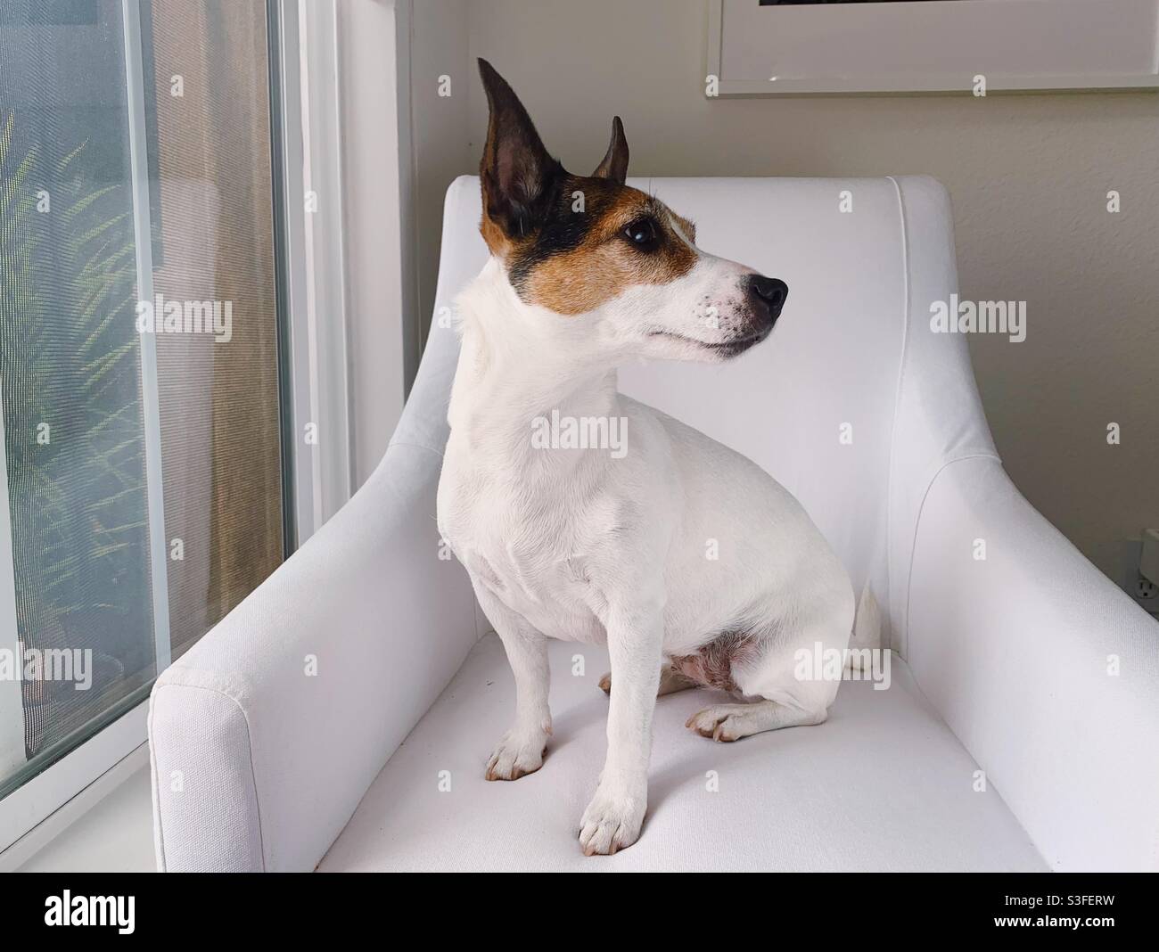 Jack Russell Terrier dog sitting in a white chair next to a window looking to the right. - Smartphone Captured Stock Image