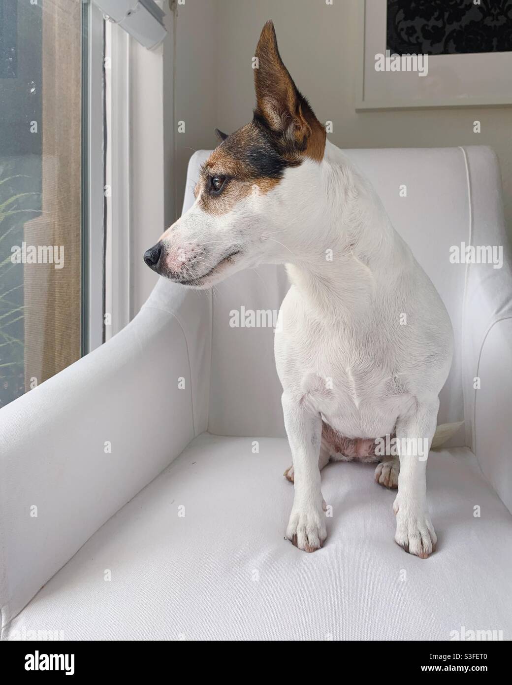 Jack Russell Terrier dog looking out a window while sitting on a white chair. - Smartphone Captured Stock Image