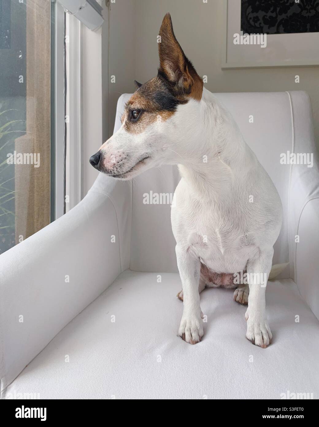 Jack Russell Terrier dog looking out a window while sitting on a white chair. Stock Photo