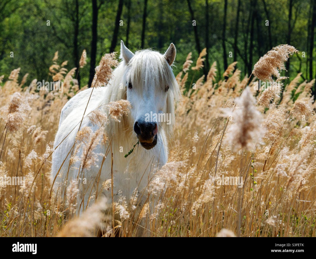 White wild horse in the reeds - Smartphone Captured Stock Image