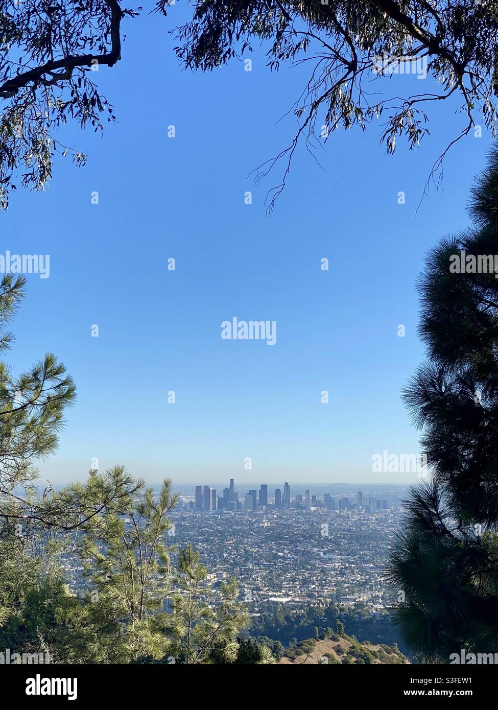 View of Los Angeles, with Downtown city skyline seen through trees, from hiking trails in Griffith Park, cloudless day with blue skies - Smartphone Captured Stock Image