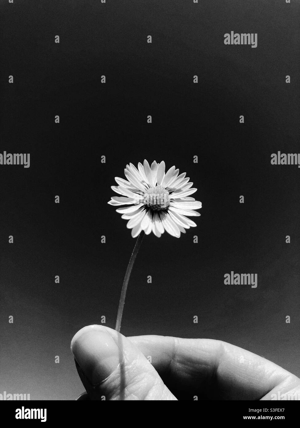 Black and white daisy being held up in a hand Stock Photo